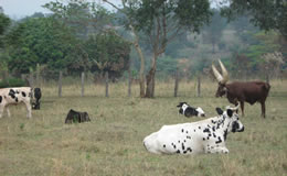 National Certificate In Agricultural Production